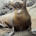 lion_sea_galapagos_san_v_0242_ecu2441.jpg
